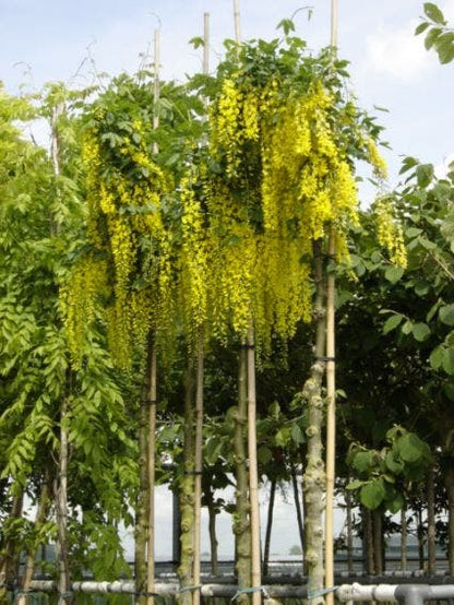 Gouden Regen Als Boom (Laburnum Watereri 'Vossii')