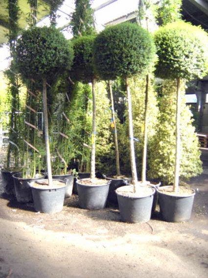  Bolliguster (Ligustrum Delavayanum)