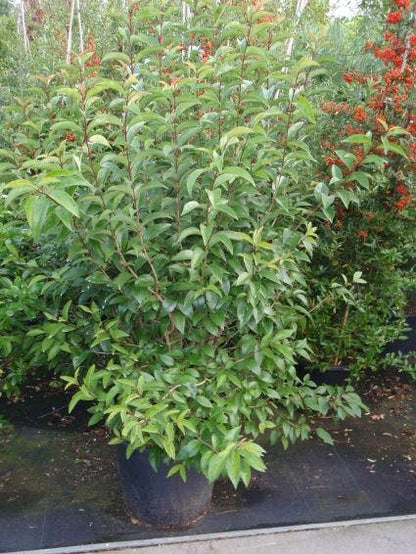  Liguster (Ligustrum Japonicum)