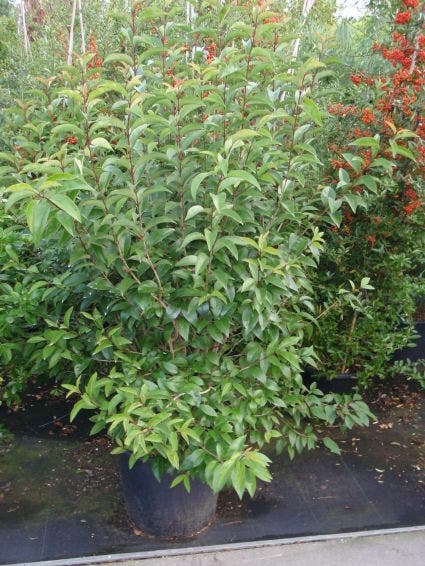  Liguster (Ligustrum Japonicum)