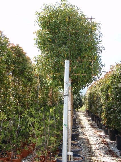  Liguster Als Leiboom (Ligustrum Japonicum) NU EXTRA VOORDELIG