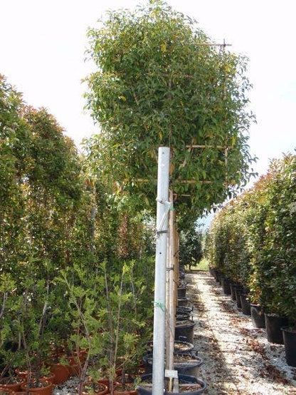  Liguster Als Leiboom (Ligustrum Japonicum) NU EXTRA VOORDELIG