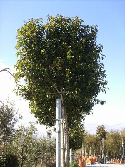  Liguster Als Leiboom (Ligustrum Japonicum) NU EXTRA VOORDELIG
