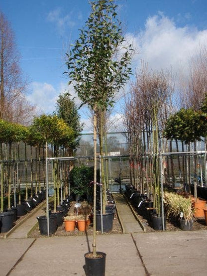  Liguster Als Boom (Ligustrum Japonicum)