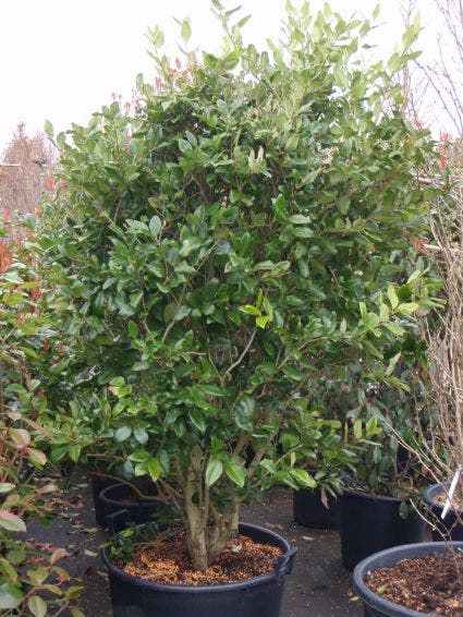  Liguster (Ligustrum Japonicum 'Texanum')