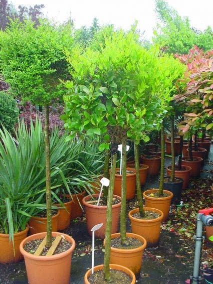  Liguster Op Stam (Ligustrum Japonicum 'Texanum')
