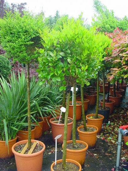  Liguster Op Stam (Ligustrum Japonicum 'Texanum')