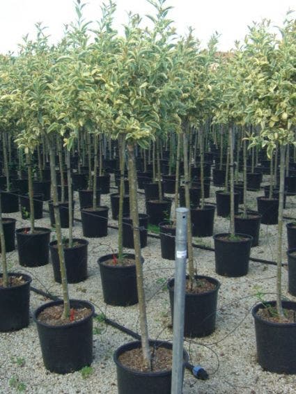  Liguster Op Stam (Ligustrum 'Excelsum Superbum')