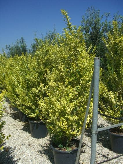  Liguster (Ligustrum Ovalifolium 'Aureum')