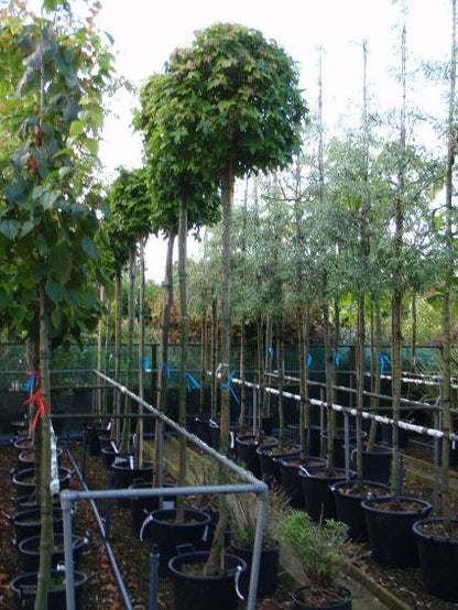  Amberboom (Liquidambar 'Gum Ball')