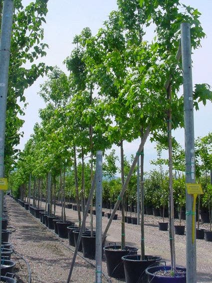  Amberboom (Liquidambar Styraciflua)