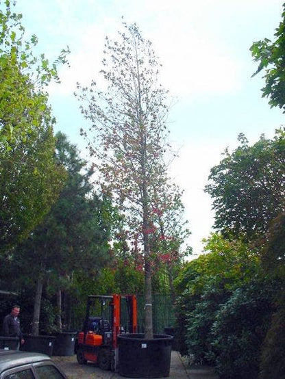  Amberboom (Liquidambar Styraciflua)