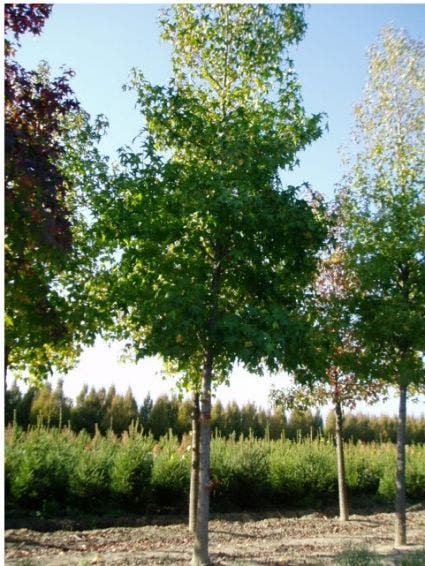 Amberboom (Liquidambar Styraciflua)