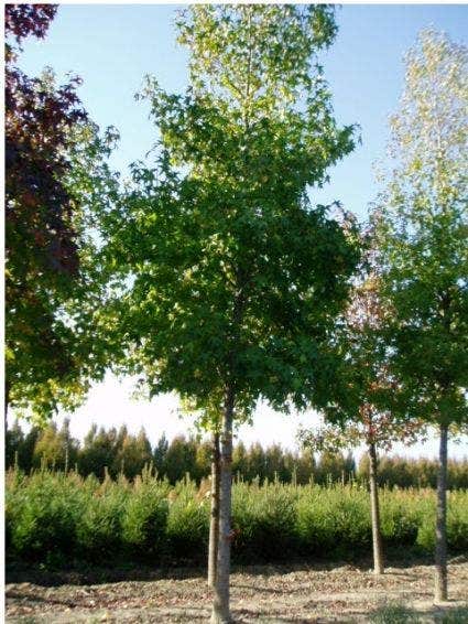  Amberboom (Liquidambar Styraciflua 'Worplesdon')