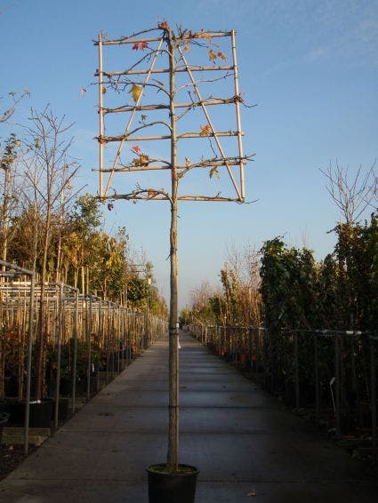  Amberboom Als Leiboom (Liquidambar Styraciflua)