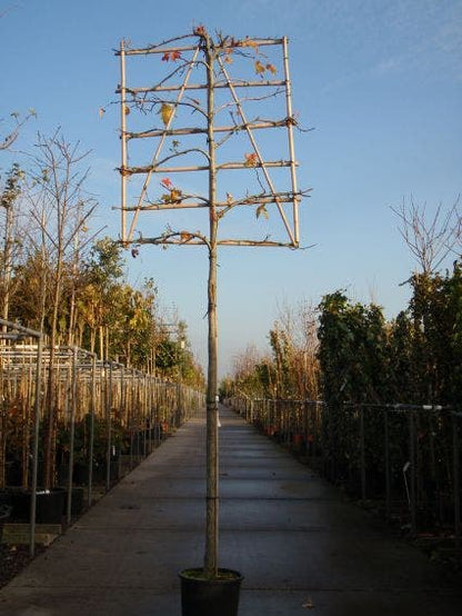  Amberboom Als Leiboom (Liquidambar Styraciflua)