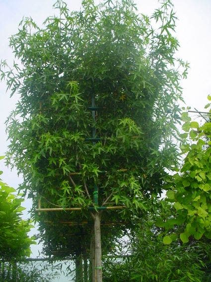  Amberboom Als Leiboom (Liquidambar Styraciflua 'Worplesdon')