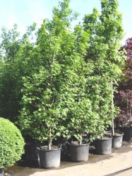  Amberboom Als Struik (Liquidambar Styraciflua 'Worplesdon')