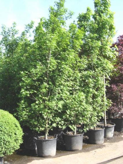  Amberboom Als Struik (Liquidambar Styraciflua 'Worplesdon')