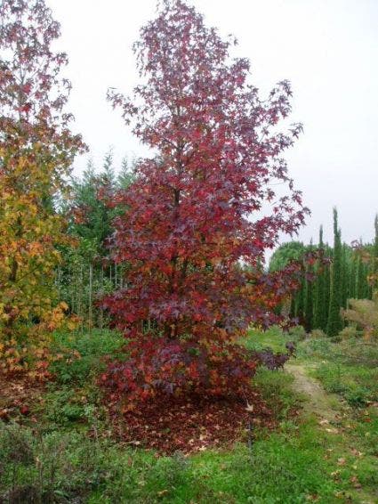  Amberboom Als Struik (Liquidambar Styraciflua)