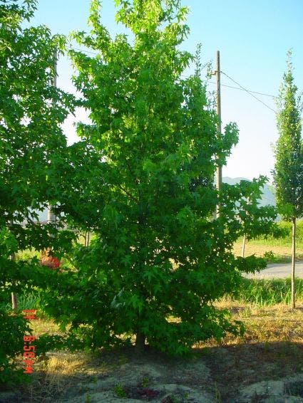  Amberboom Als Struik (Liquidambar Styraciflua)