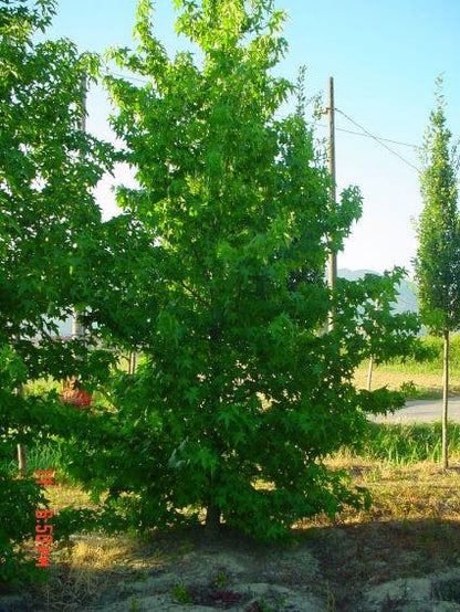  Amberboom Als Struik (Liquidambar Styraciflua)