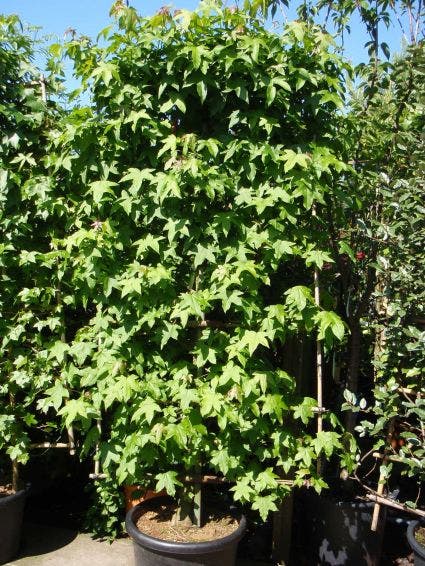  Amberboom Als Leivorm (Liquidambar Styraciflua)