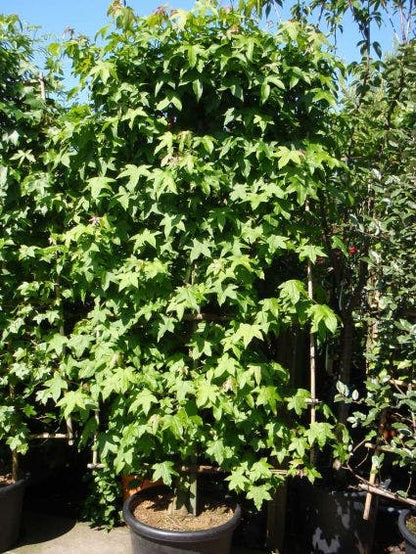  Amberboom Als Leivorm (Liquidambar Styraciflua)