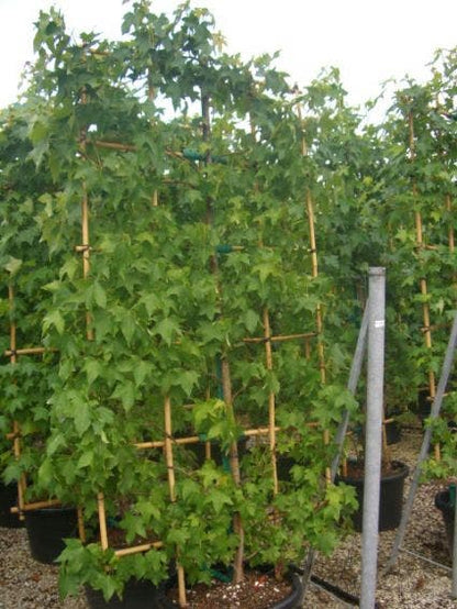  Amberboom Als Leivorm (Liquidambar Styraciflua)