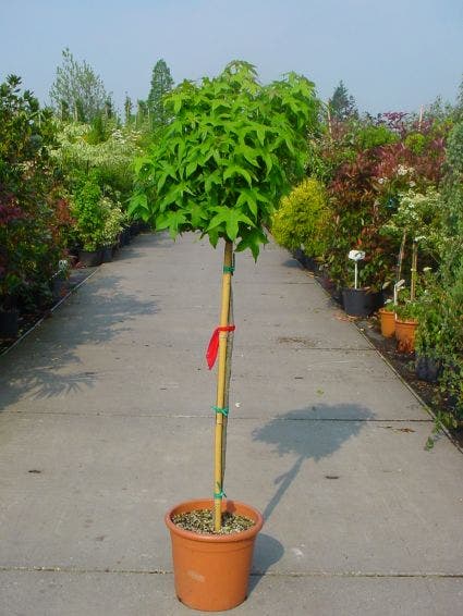  Amberboom Op Stam (Liquidambar 'Gum Ball')