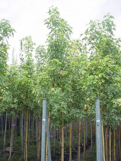  Amberboom (Liquidambar Styraciflua 'Variegata')