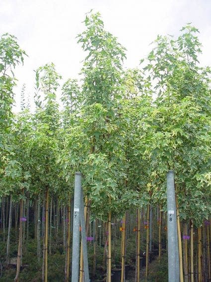  Amberboom (Liquidambar Styraciflua 'Variegata')