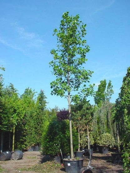  Tulpenboom (Liriodendron Tulipifera)