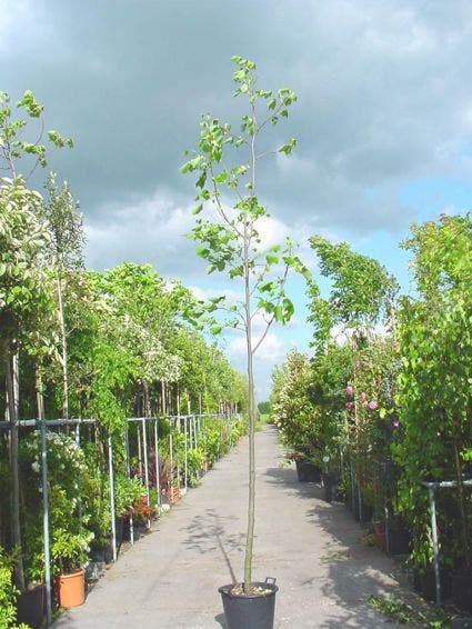  Tulpenboom (Liriodendron Tulipifera)