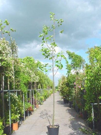  Tulpenboom (Liriodendron Tulipifera)