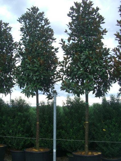  Groenblijvende Magnolia Als Boom (Magnolia Grandiflora 'Gallissoniere')