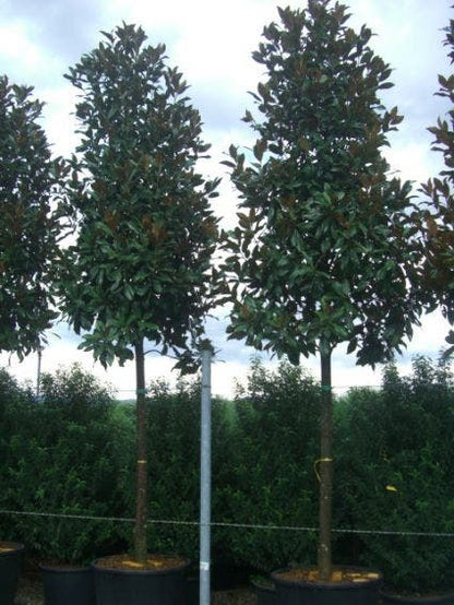  Groenblijvende Magnolia Als Boom (Magnolia Grandiflora 'Gallissoniere')
