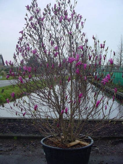  Beverboom Als Struik (Magnolia Susan)