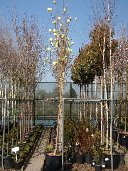  Beverboom (Magnolia 'Yellow River')