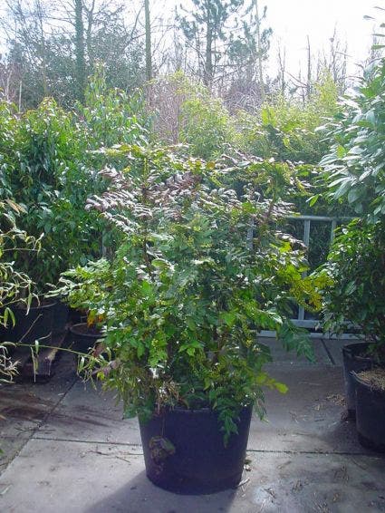  Chinese Mahoniestruik (Mahonia Bealei)