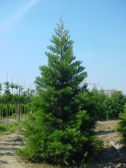  Mammoetboom (Sequoiadendron Giganteum)