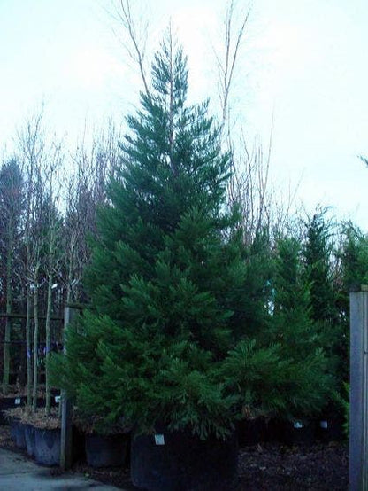  Mammoetboom (Sequoiadendron Giganteum)