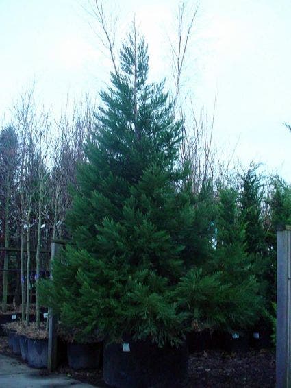  Mammoetboom (Sequoiadendron Giganteum)