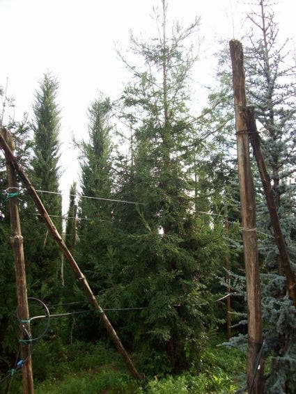  Kustmammoetboom (Sequoia Sempervirens)