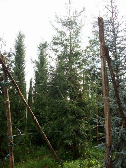  Kustmammoetboom (Sequoia Sempervirens)
