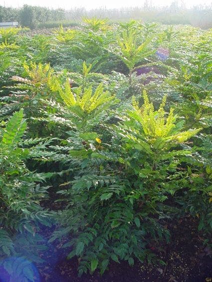  Mahoniestruik (Mahonia Media 'Winter Sun')