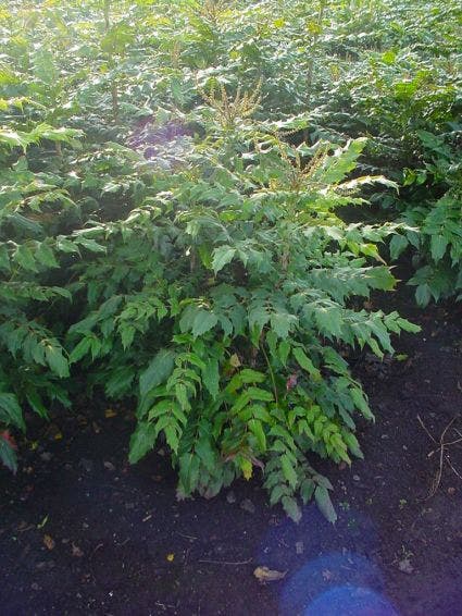  Chinese Mahoniestruik (Mahonia Bealei 'Hivernant')