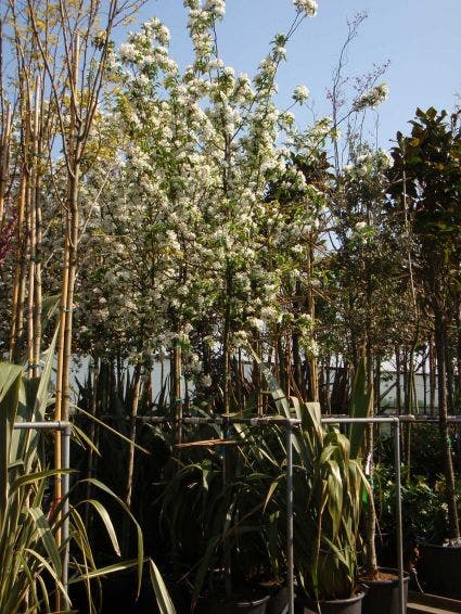  Sierappel (Malus 'John Downie')