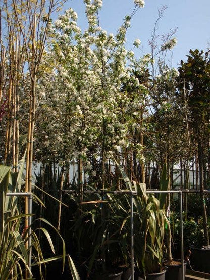  Sierappel (Malus 'John Downie')