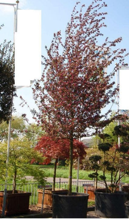  Sierappel (Malus 'Profusion' )